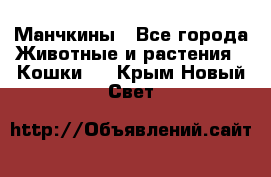 Манчкины - Все города Животные и растения » Кошки   . Крым,Новый Свет